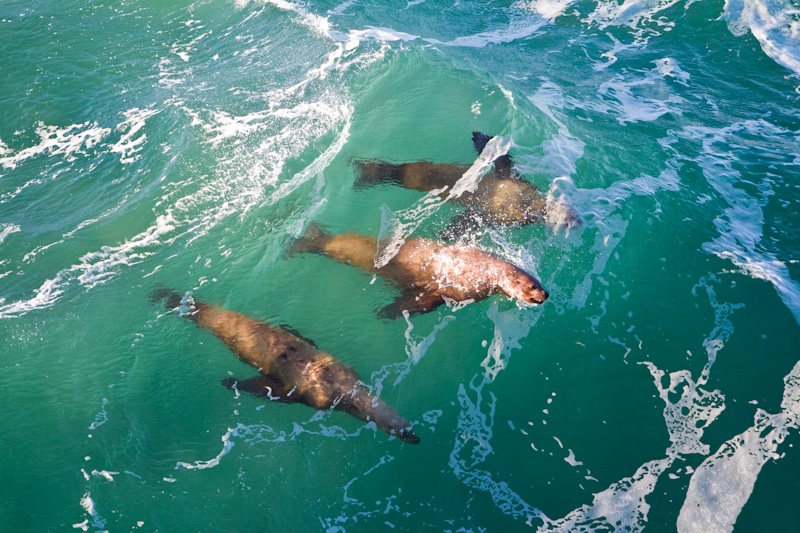 Stellars Sea Lions Playing In Surf